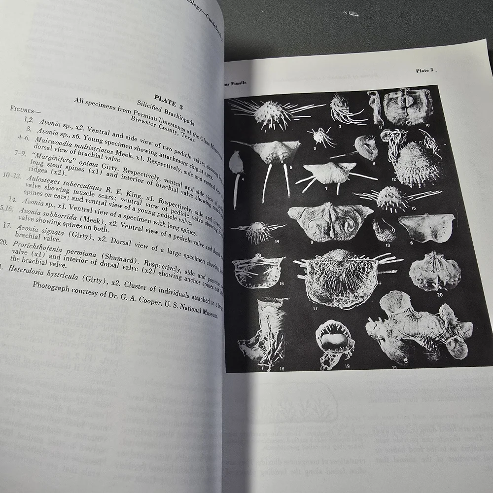 Texas Fossils amateur Collectors Handbook Guidebook 2 by William Matthews
